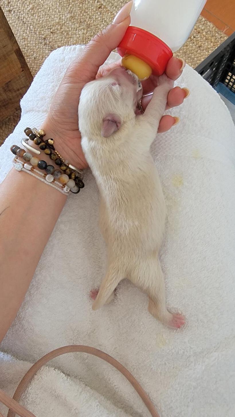 Piña