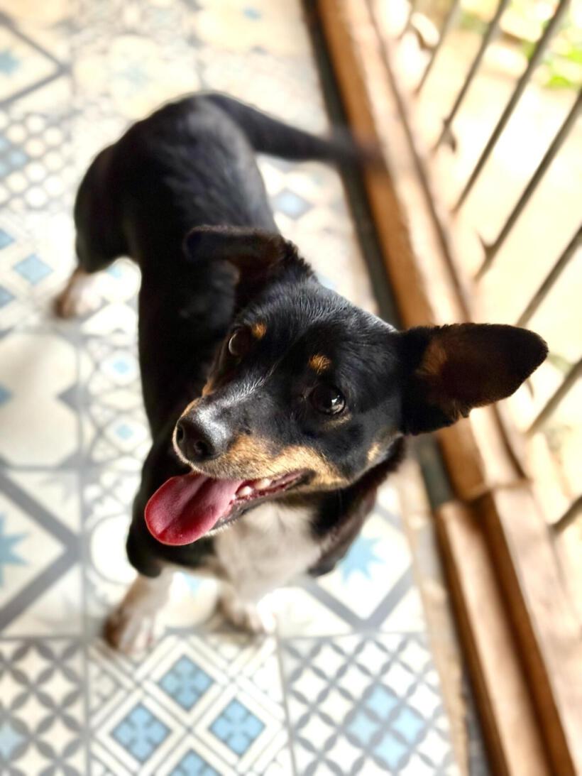 Pip
