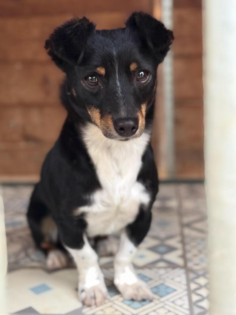 Pip