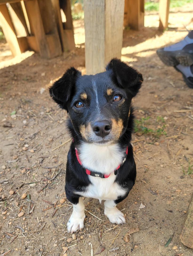 Pip
