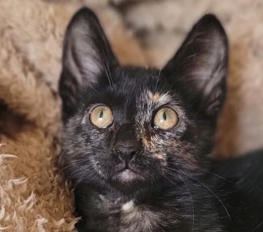 KitCat