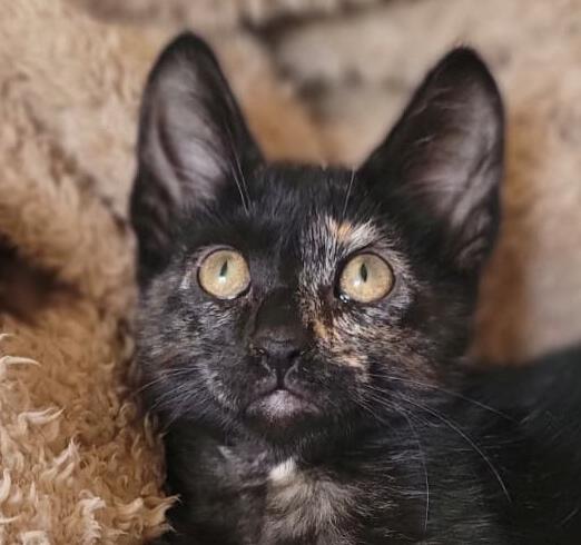 KitCat
