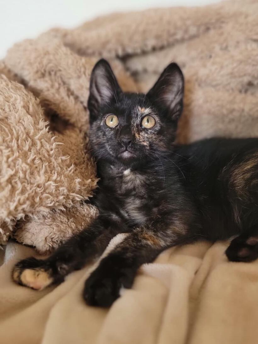 KitCat