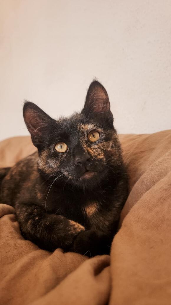 Kätzchen X Kätzchen X