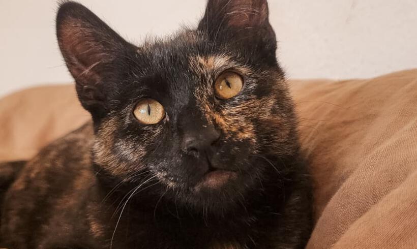 Kätzchen X Kätzchen X