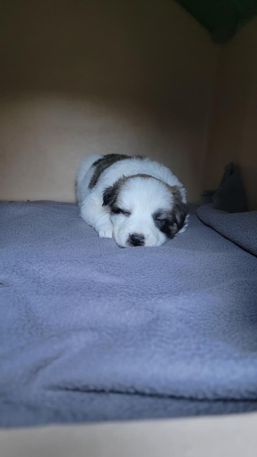 Hermine
